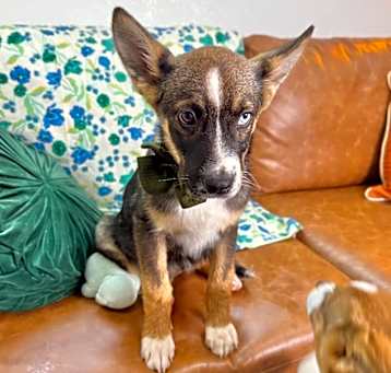 Photo of Snickers Cutie