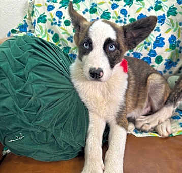 Photo of Sadie May Cutie