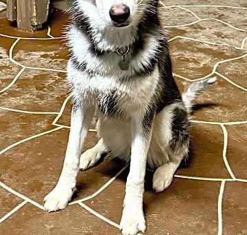 Photo of Sparky