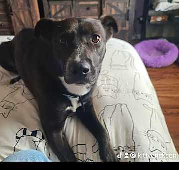 Photo of Morgan