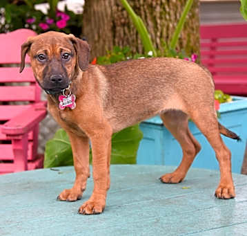 Photo of Allison