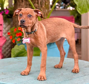 Photo of Pilar