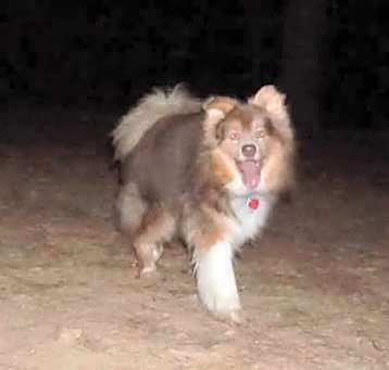 Photo of Cooper
