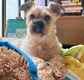 Photo of MARLEY - “Sweet Senior Floof”
