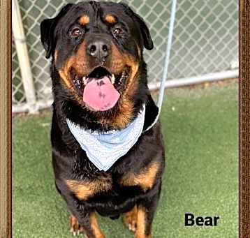 Photo of BEAR