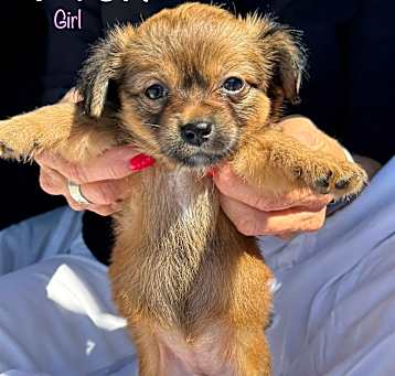Photo of PUPPIES MALE&FEMALE