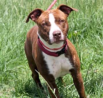 Photo of Willow (Spayed) Photos 5/8/25