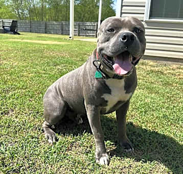 Photo of Ace