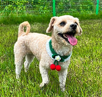 Photo of jerry