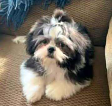 Photo of Sparkey