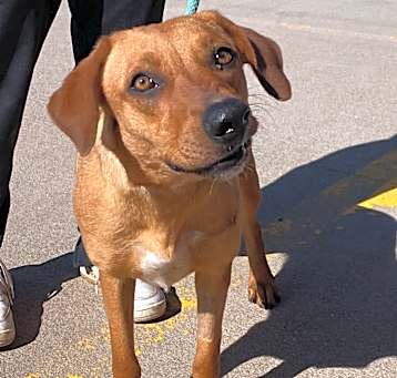 Photo of Buttercup