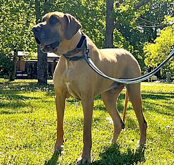 Photo of Thor