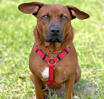 Photo of Cherry - Foster to Adopt
