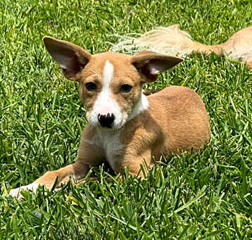 Photo of Nala