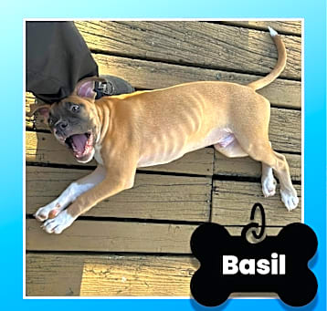 Photo of Basil