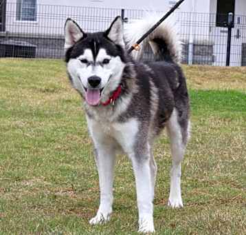 Photo of Hachi