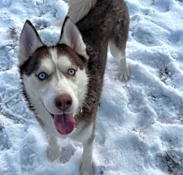 Photo of Koda