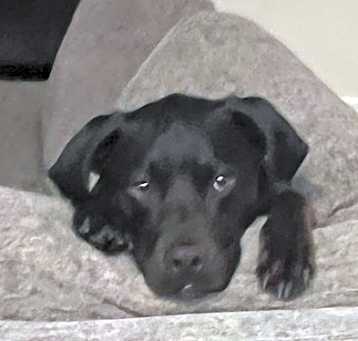 Photo of Duke