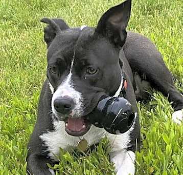 Photo of Sweet Pea