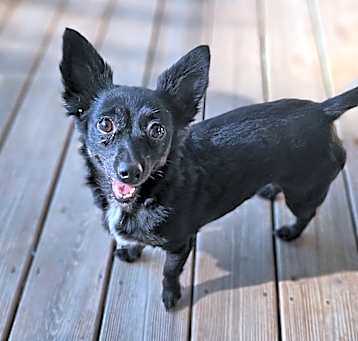 Photo of Dot