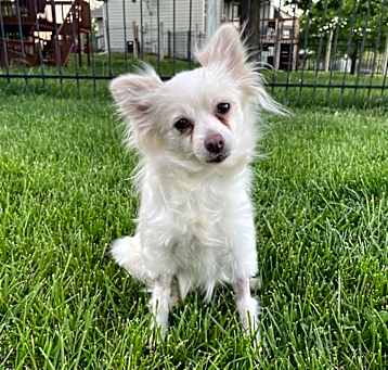 Photo of Sadie