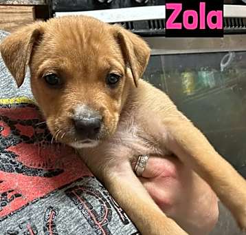 Photo of Zola