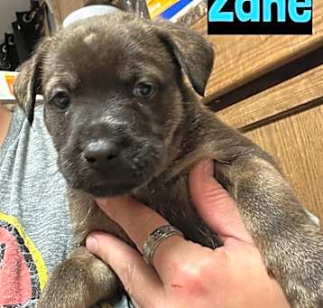 Photo of Zane