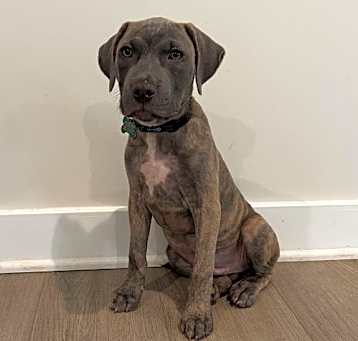 Photo of Dexter