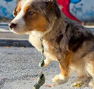 Photo of Skye