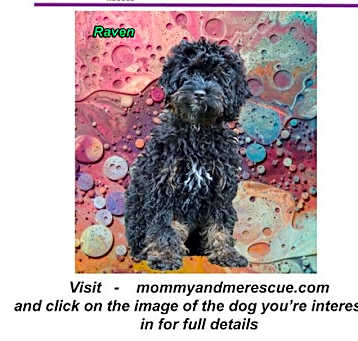 Photo of Raven