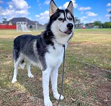 Photo of Roku