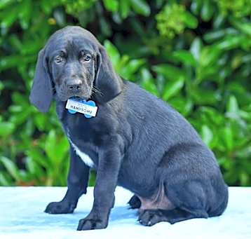 Photo of Handsome