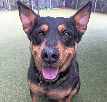 Photo of Dozer