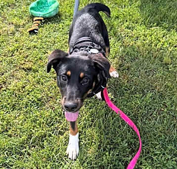 Photo of Penny