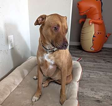Photo of Ruby