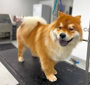 Photo of Angus