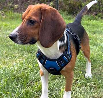 Photo of Buster