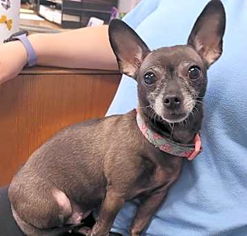 Photo of Luna! Little Chi Girl!
