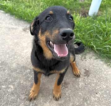 Photo of Bear