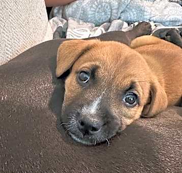 Photo of Tater