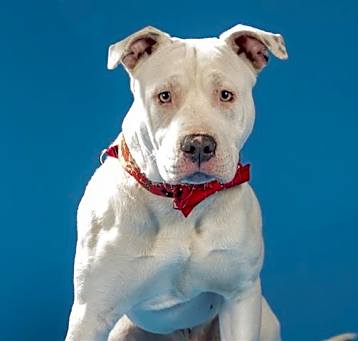 Photo of CHAMP