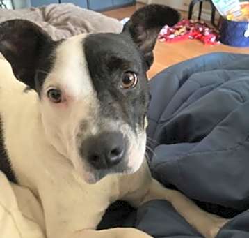 Photo of Sadie