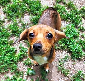 Photo of Rocky