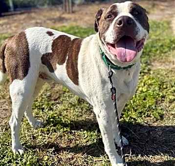 Photo of BOOZER