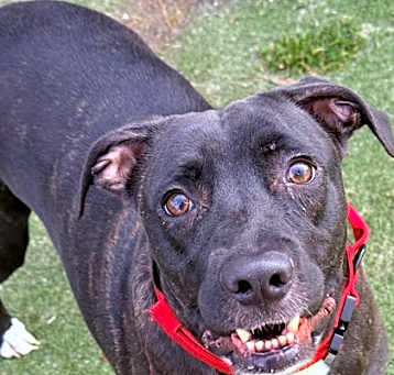 Photo of Baloo