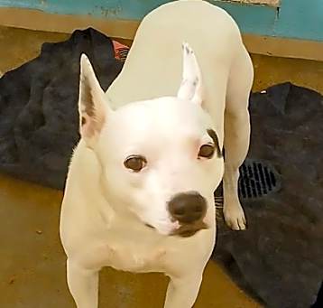 Photo of Herbie