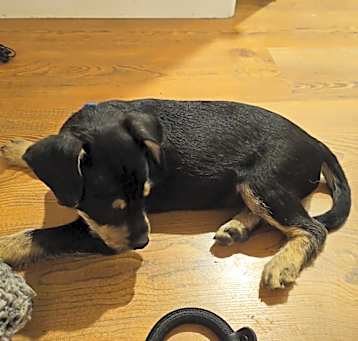 Photo of Tiger 