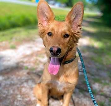 Photo of FENNEKIN