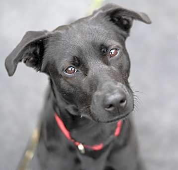 Photo of Taffy