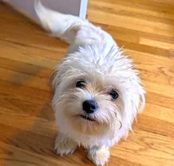 Photo of Skully